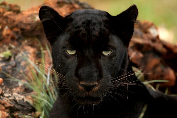 Grande pantera nera con gli occhi leggermente coperti