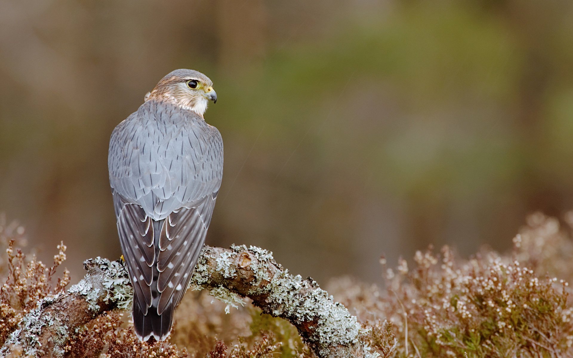 oiseau faucon branche prédateur assis