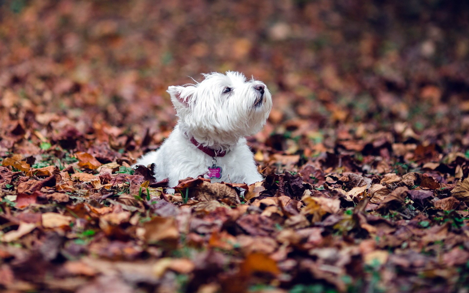 hund blätter herbst