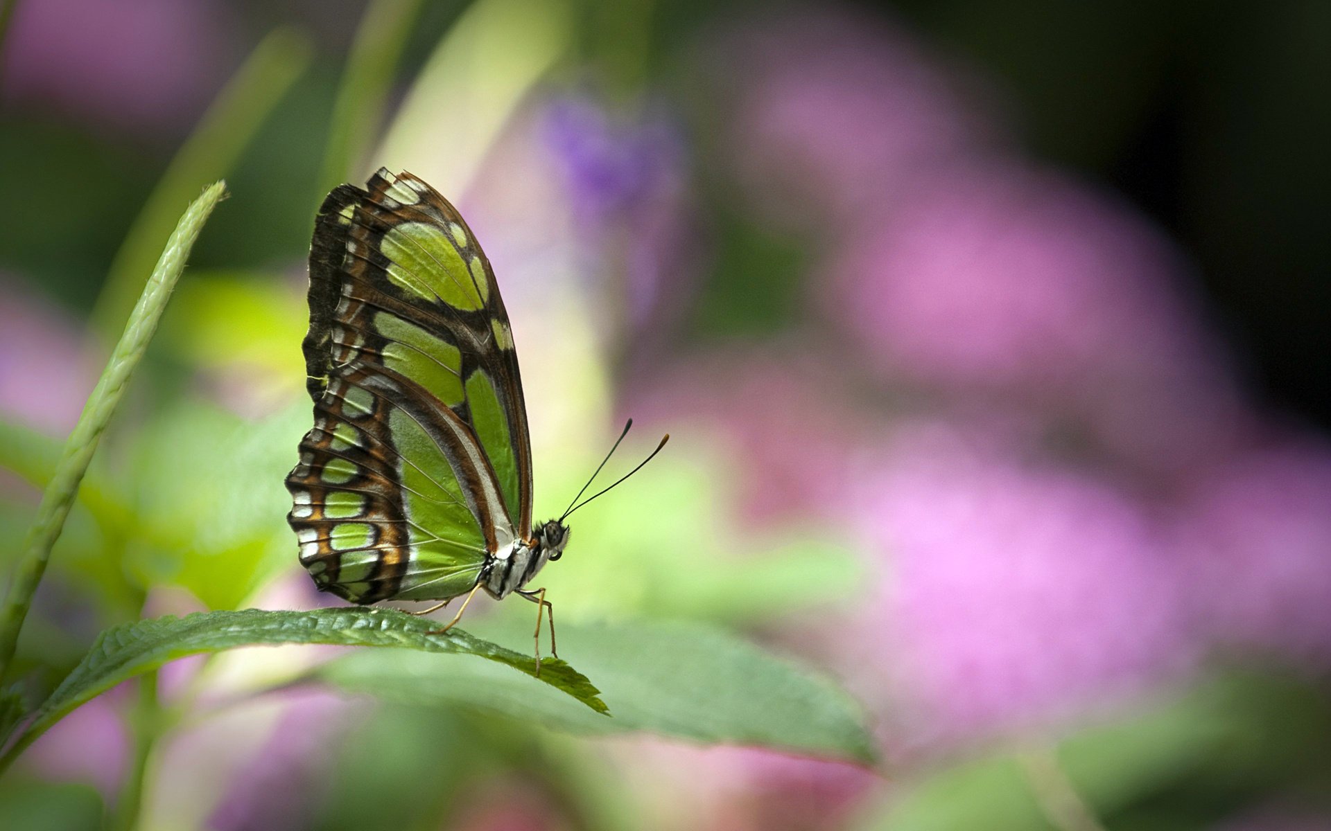 mariposa verde hermosa