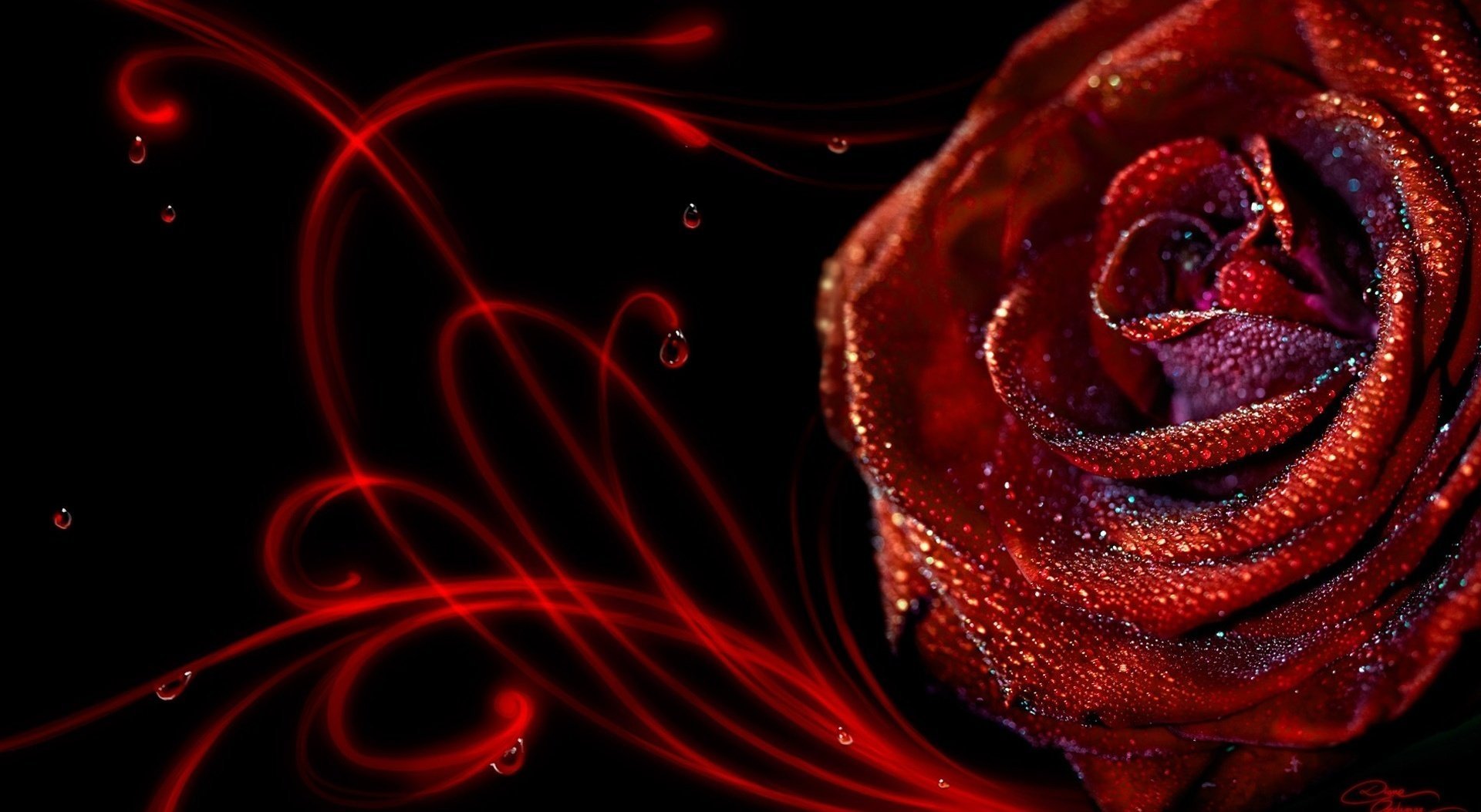 red rose black background