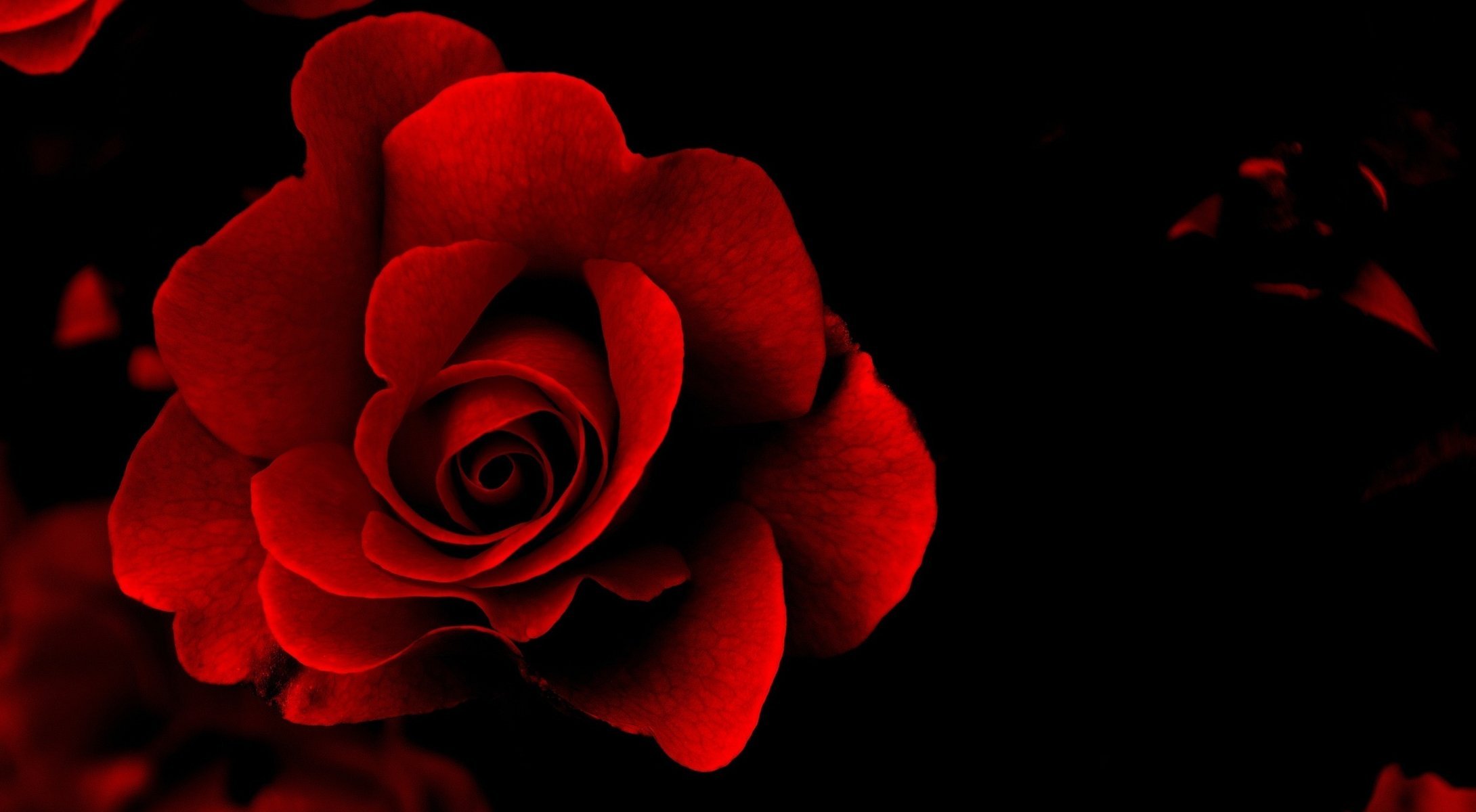 red rose black background