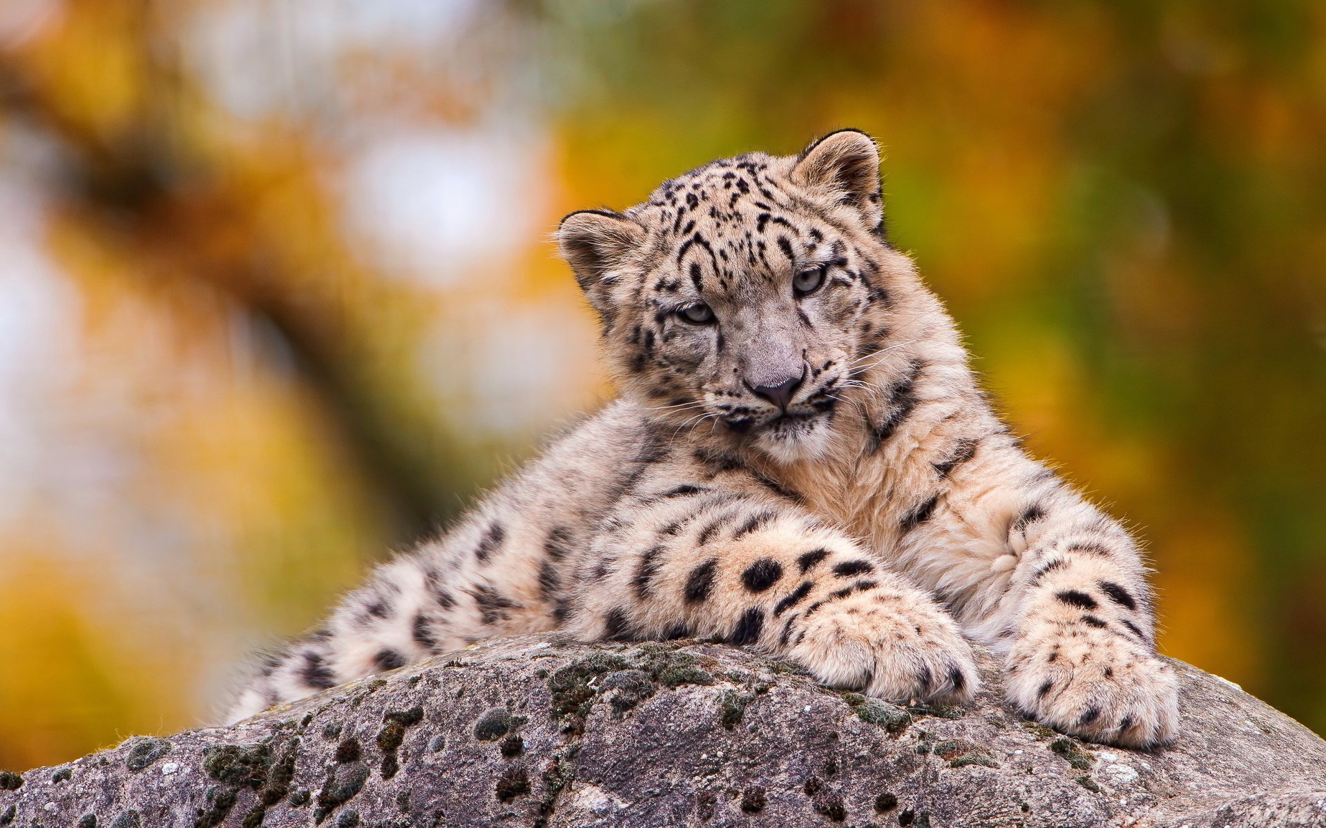 leopardo delle nevi giace guarda muso irbis triste