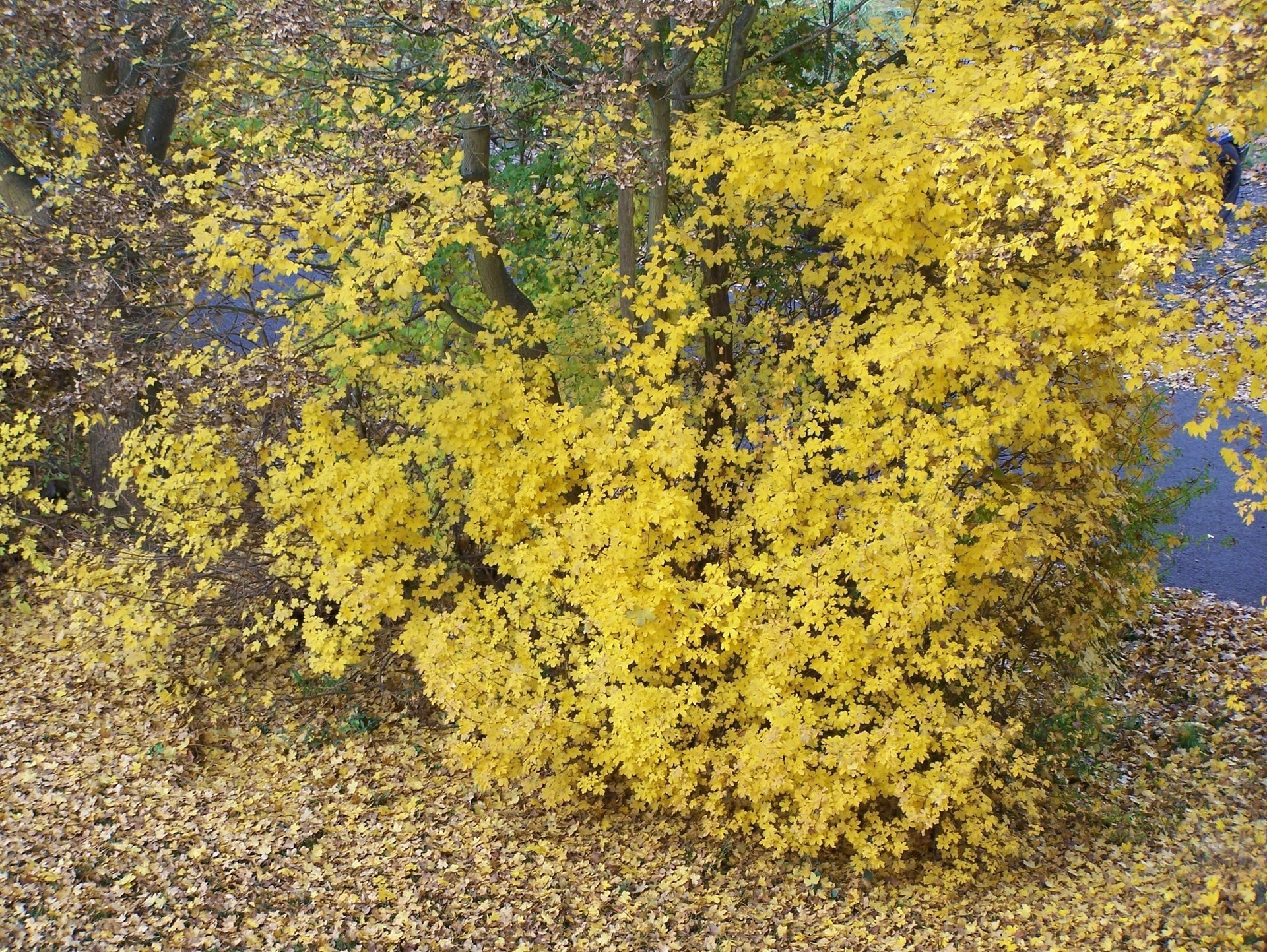 naturale silenzio