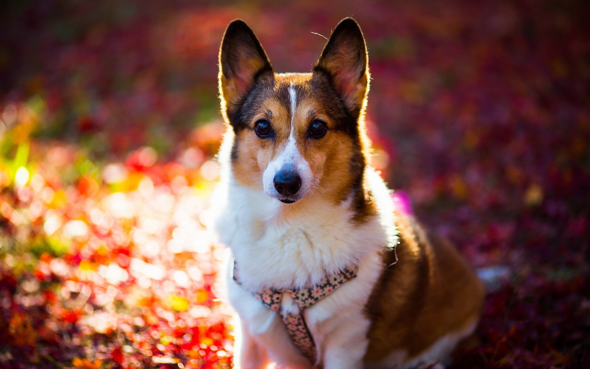 chien regard ami