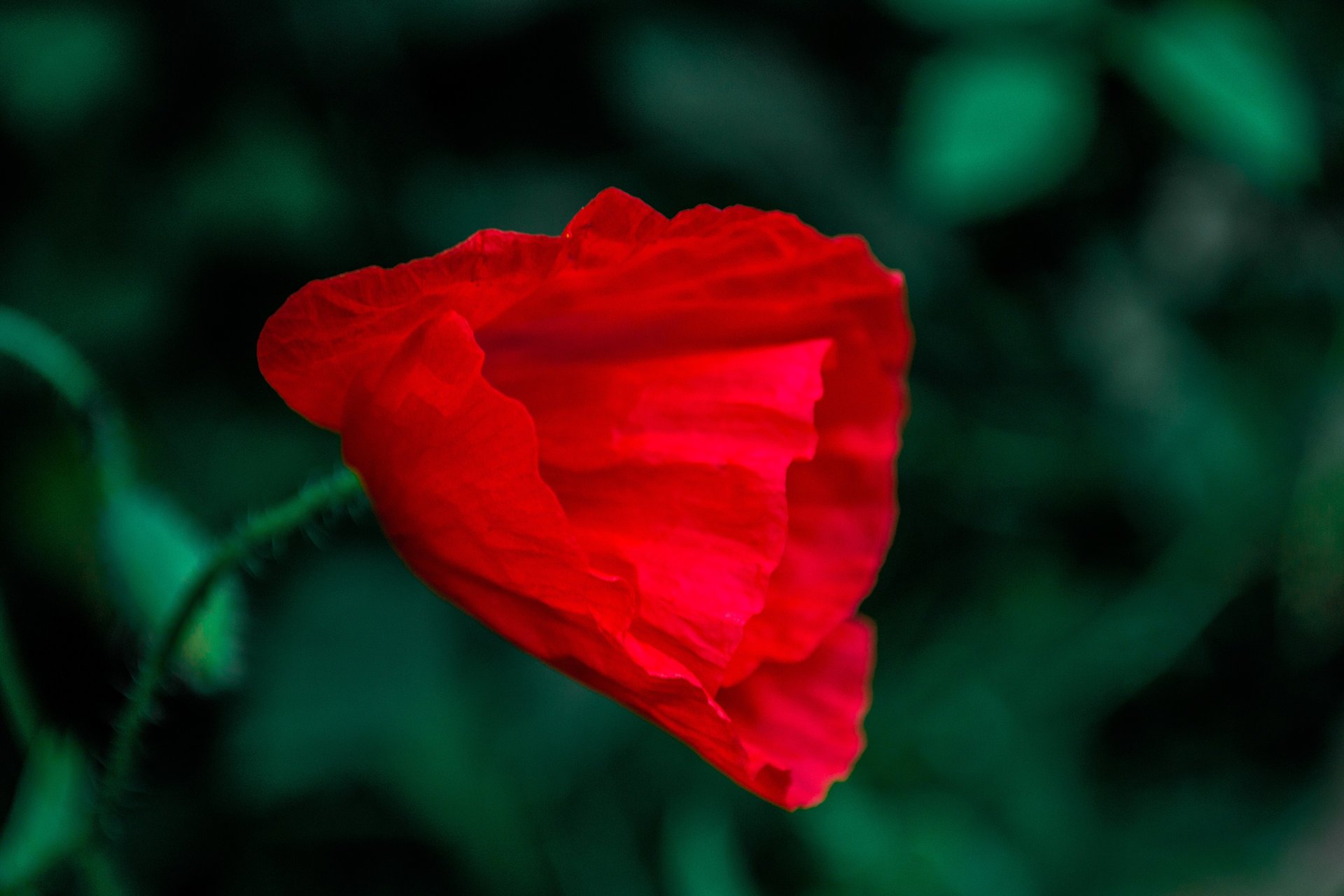 papavero fiore verde rosso