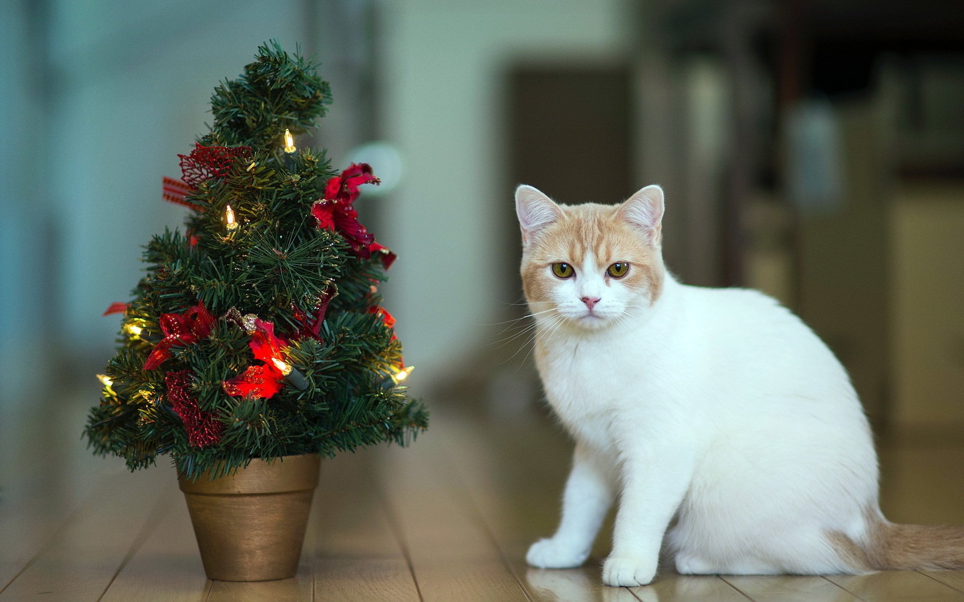 katze urlaub torode