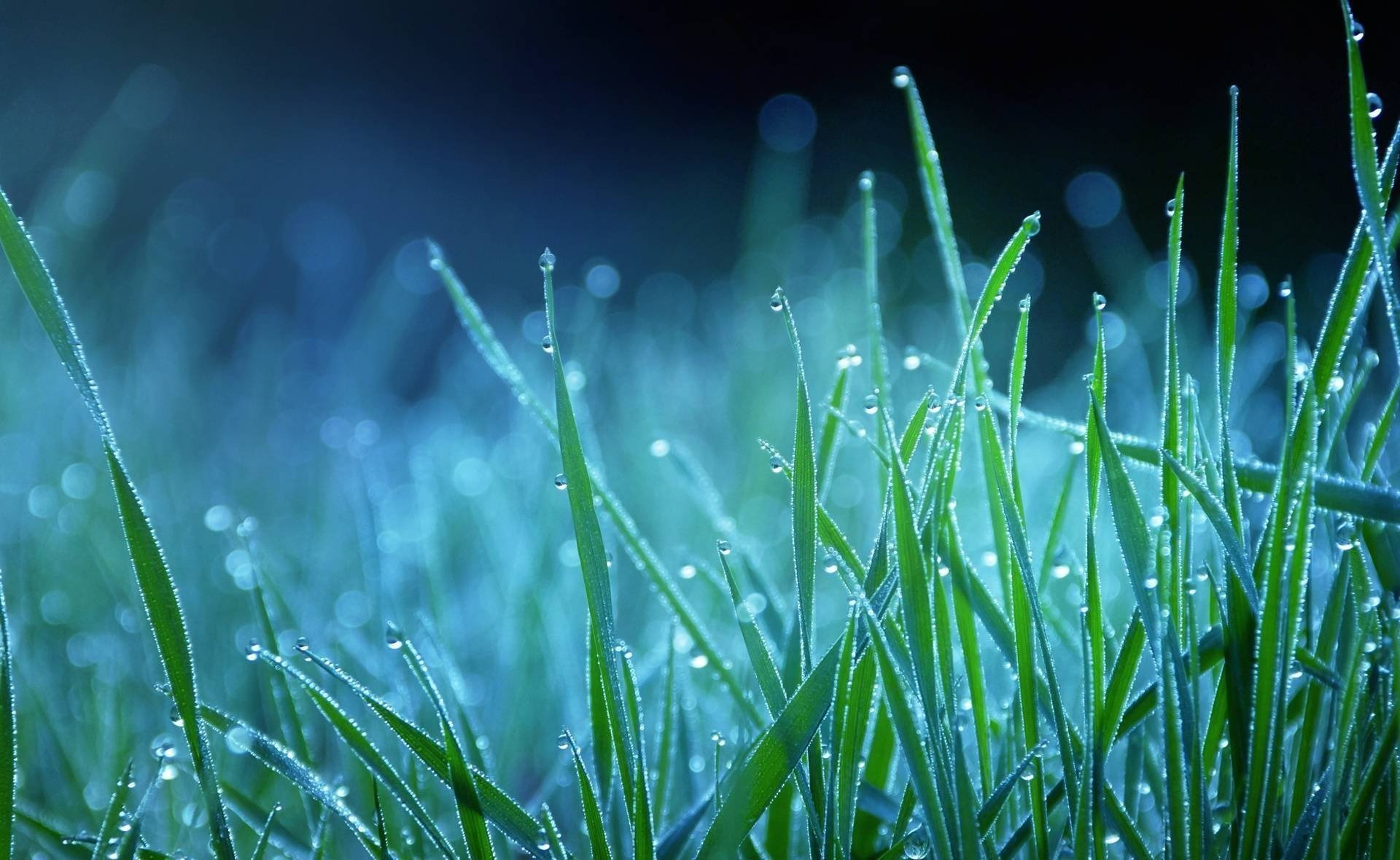 nature grass blue dew blue drop