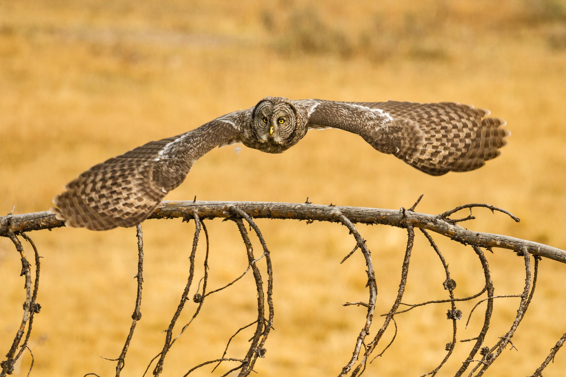 lapland owl great grey owl bärtige eule eule vogel