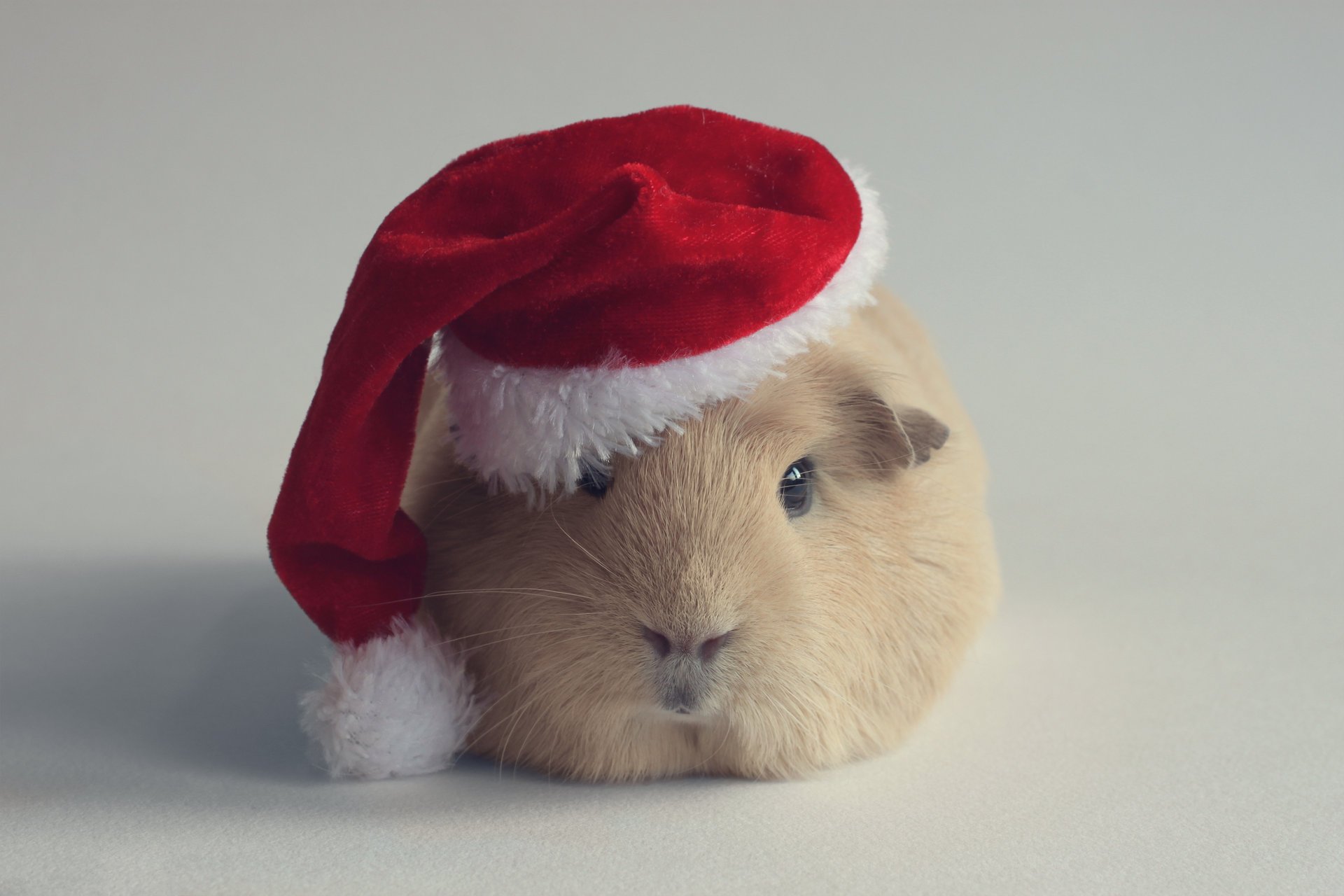 babbo natale roditore cavia capodanno cappello