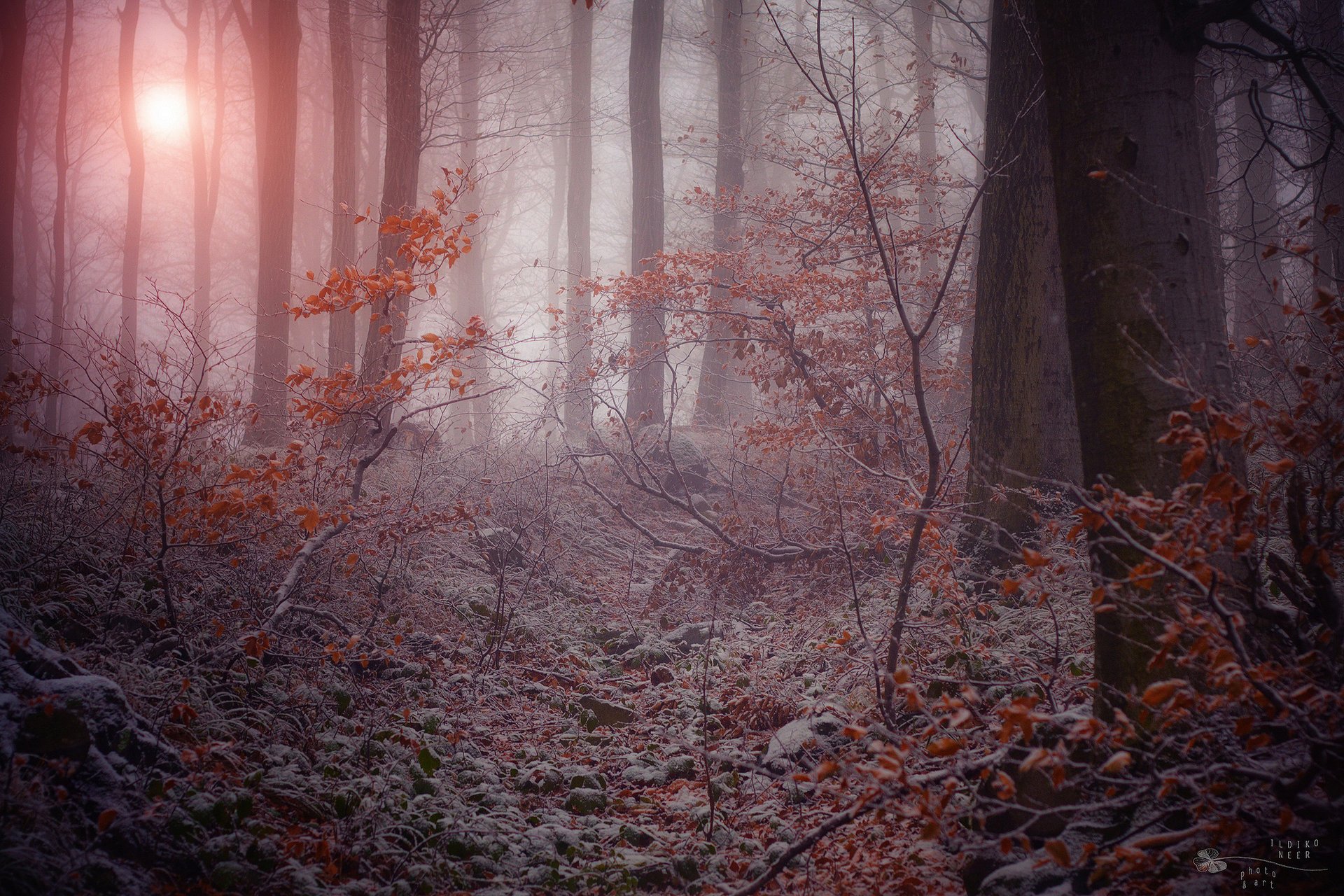 forêt sombre nature givre branches brouillard hiver