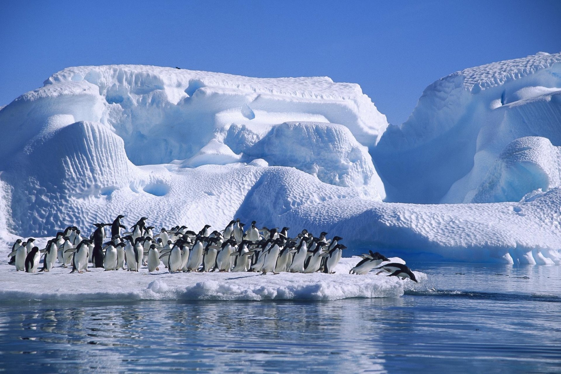 ice adelie penguin sea antarctica