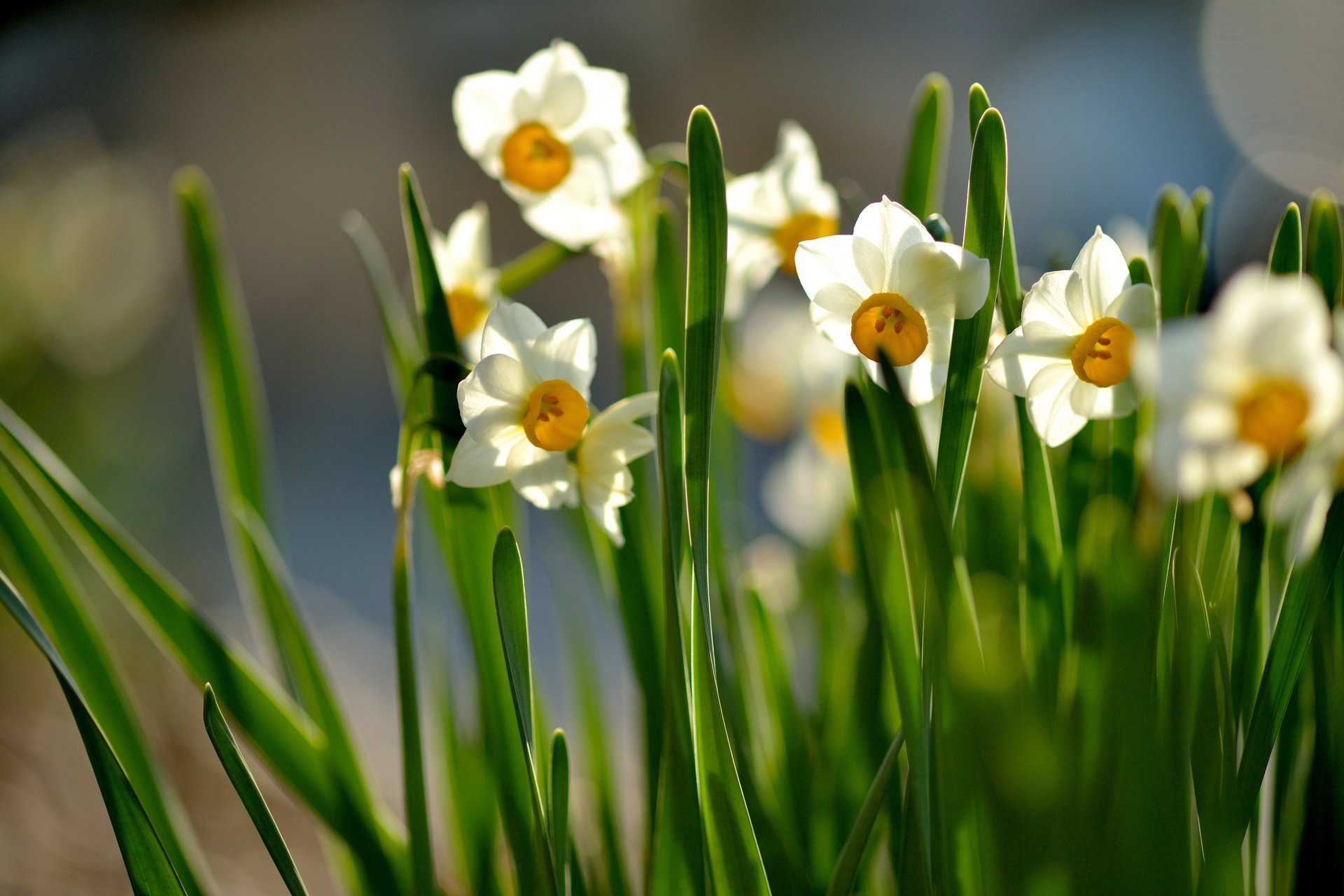 blumen narzissen blätter blüte frühling sonnig