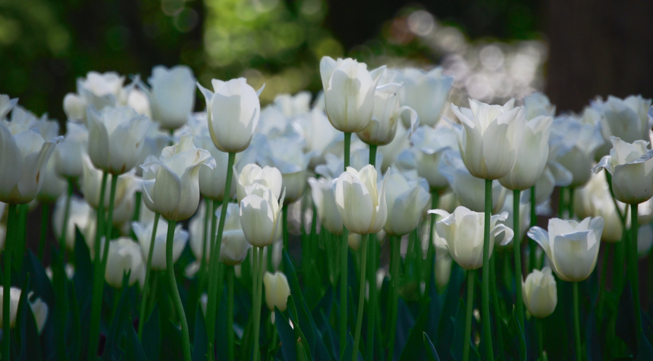 weiß blumen tulpen viele