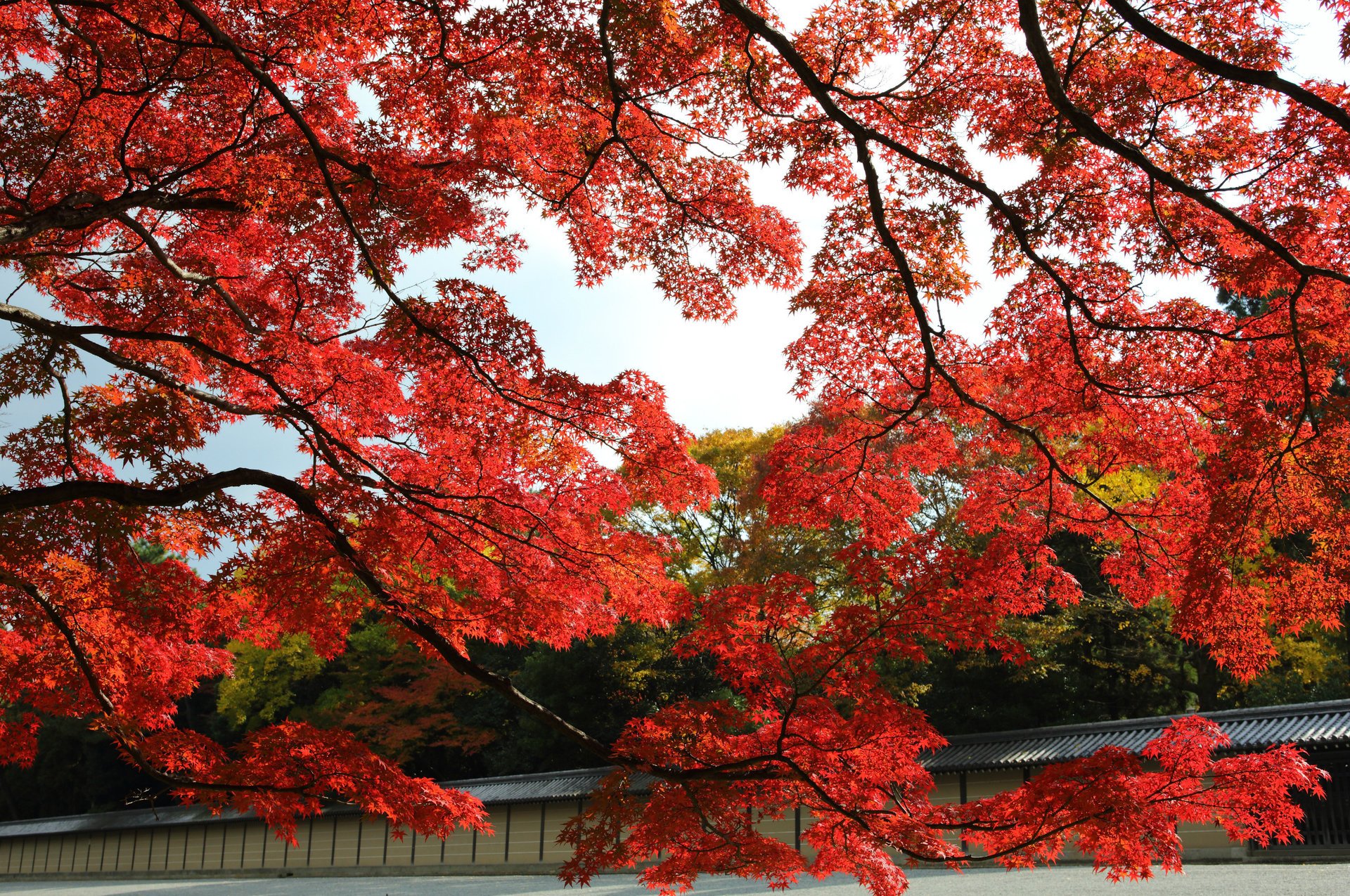 kyoto árboles arce japón rojo otoño parque jardín