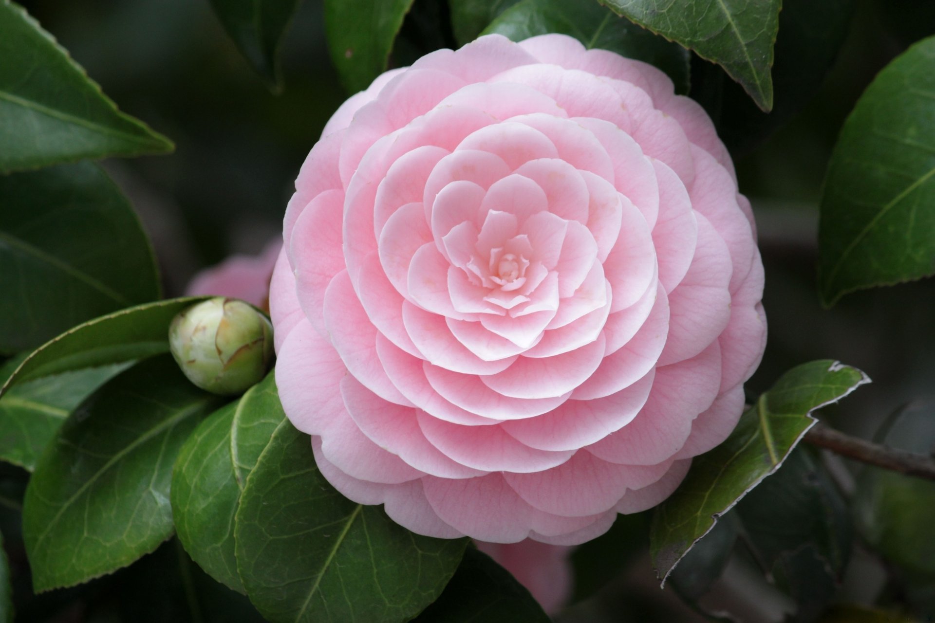 flor pétalos rosa macro camelia