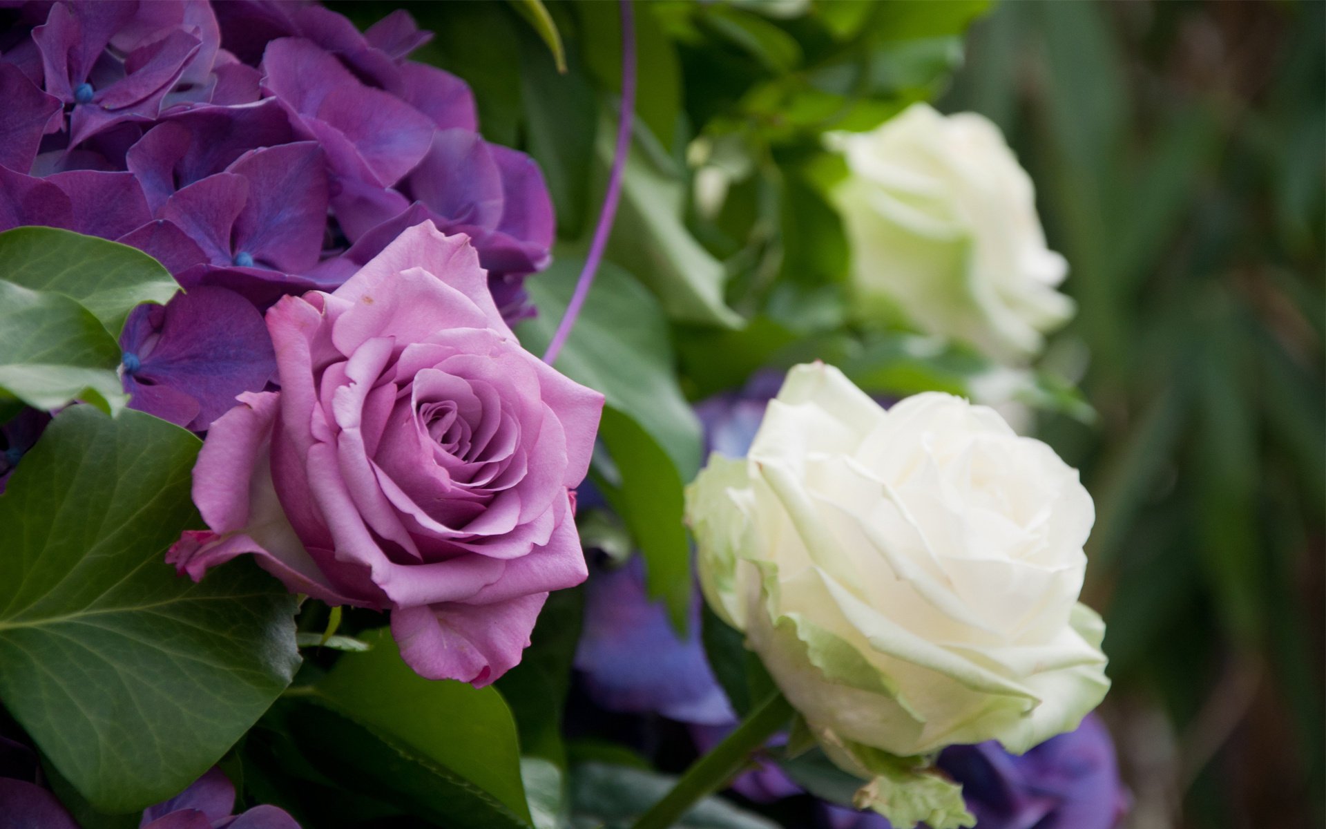 roses hortensia buisson blanc lilas feuilles tendresse lilas blanc