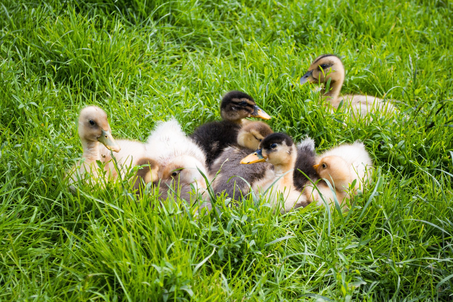 greens animals look cute duck cub