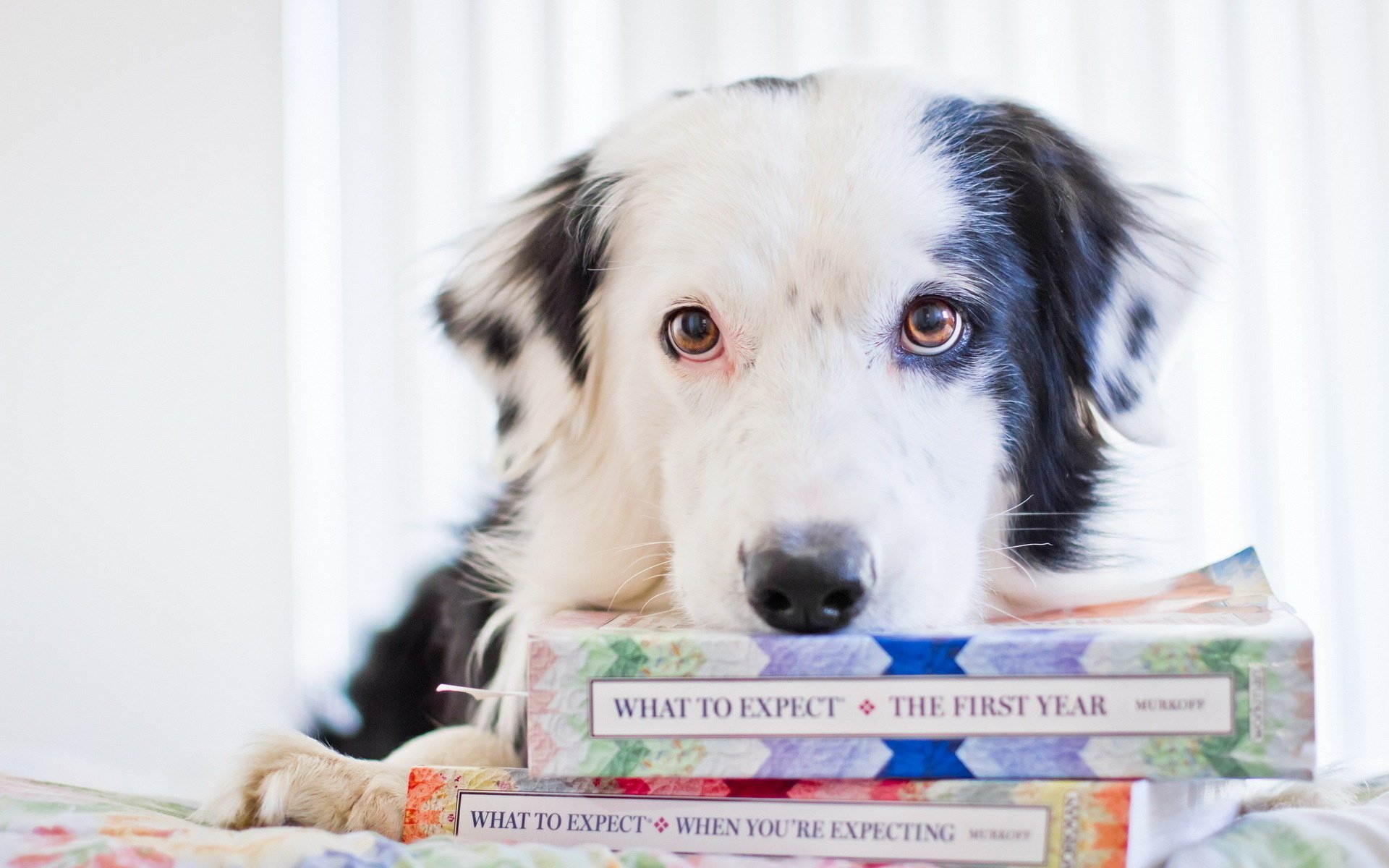 chien livres regard