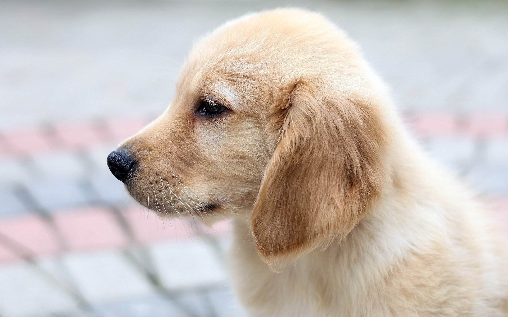 perro retriever cachorro