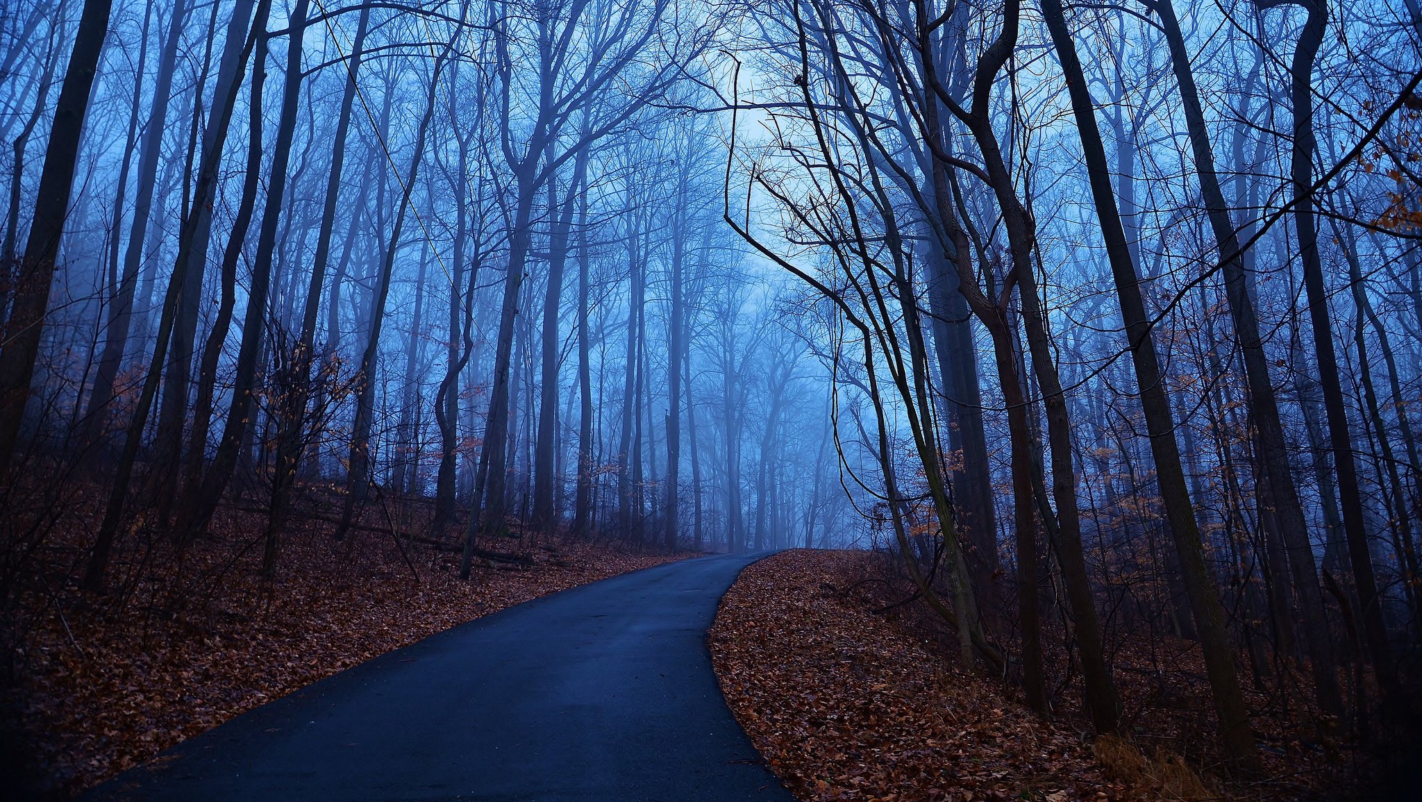 foresta blu mattina autunno alberi alba nebbia foglie