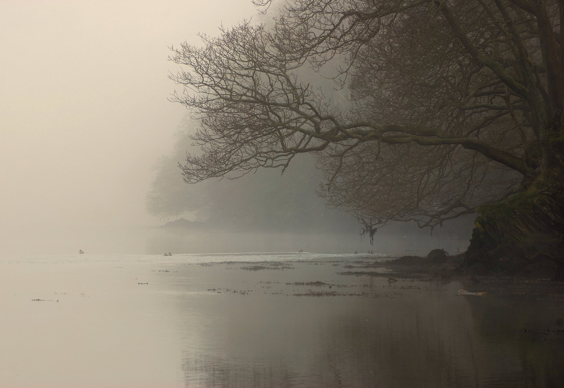 brouillard côte branches arbre rivière