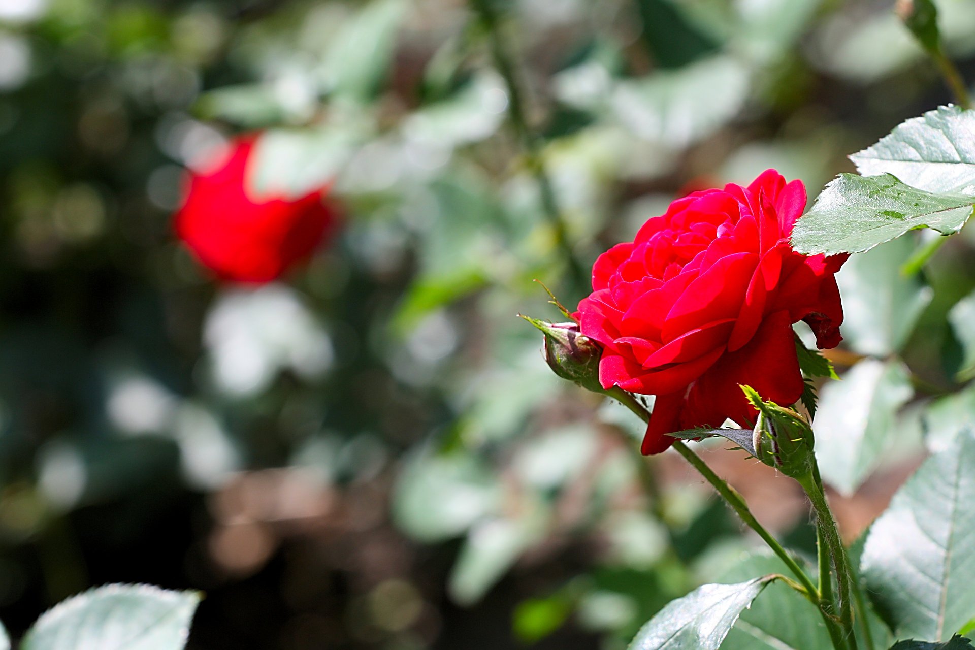 blumen rose makro sommer natur