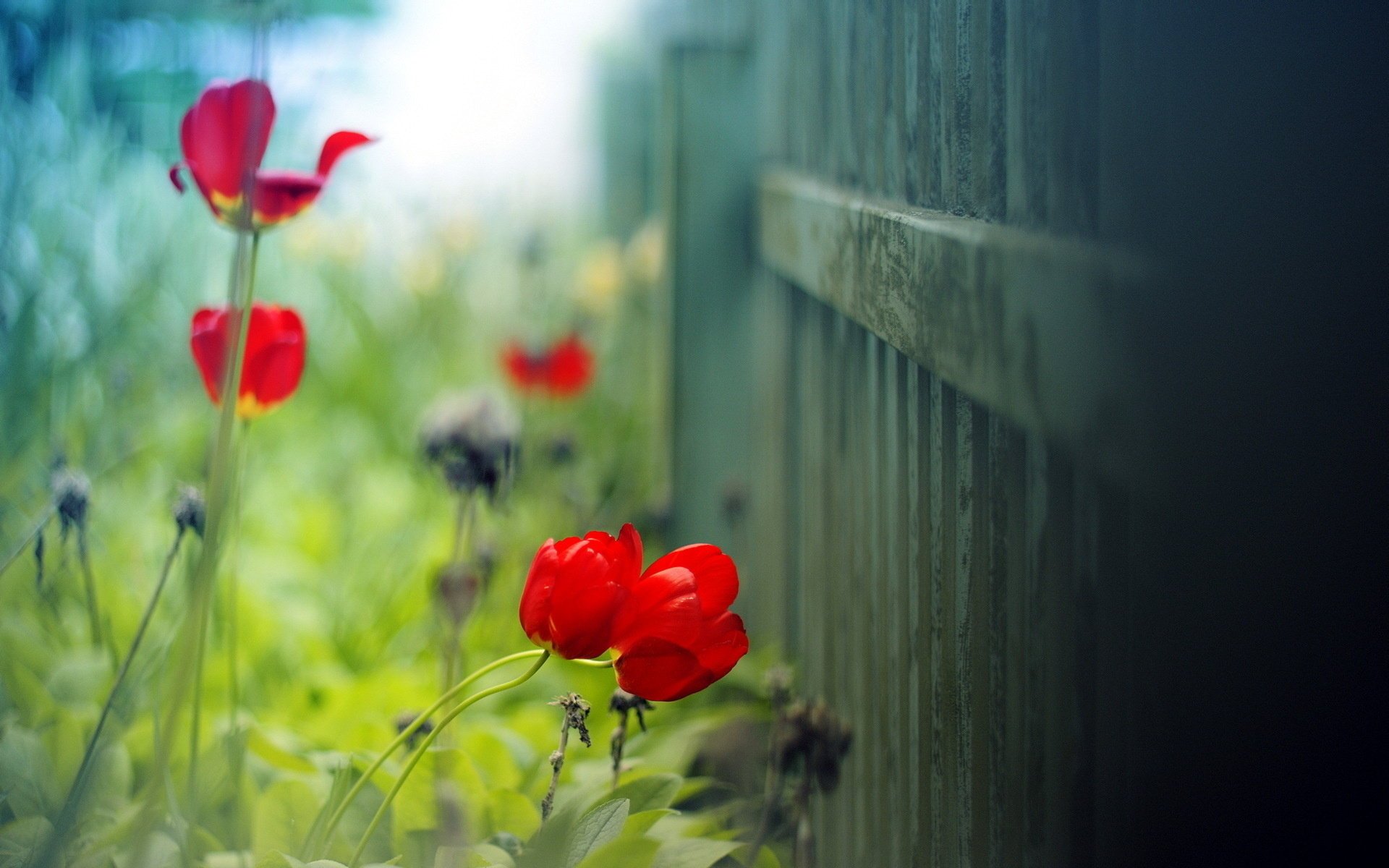 tulipan makro lato tło światło ogrodzenie