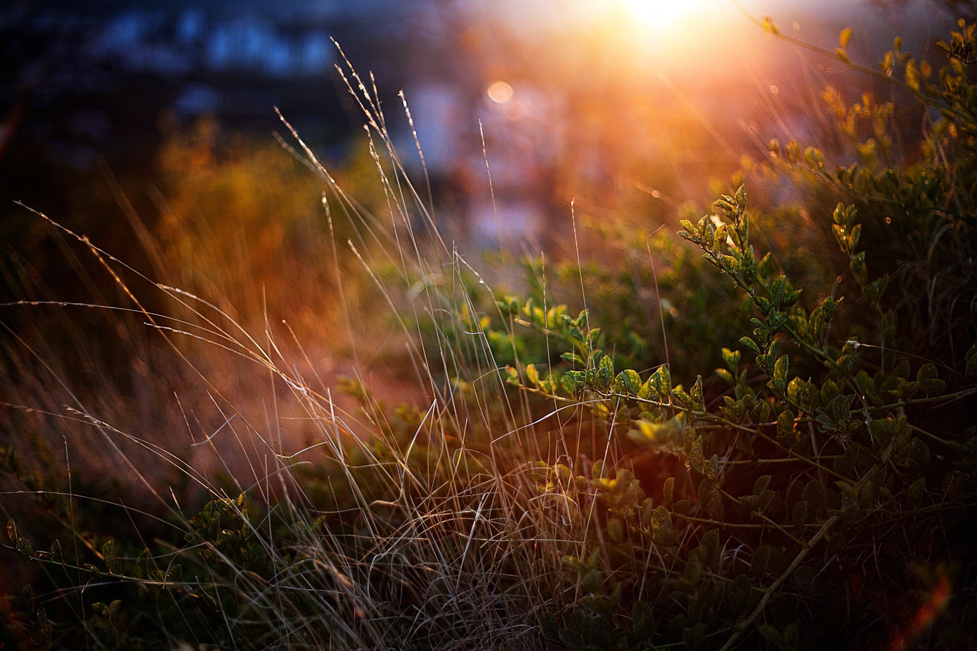 hierba vegetación puesta de sol arbustos macro