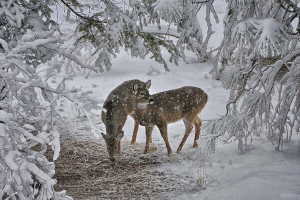 Hirsche im Winter im Schnee