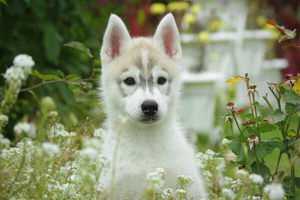 Hermoso cachorro entre diferentes flores y plantas