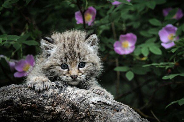 A kitten holds on to a gnarled tree with its claws against the background of a blooming rosehip