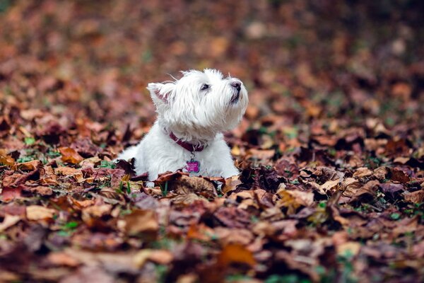 Ein zufriedener kleiner weißer Hund inmitten von Laub im Herbst