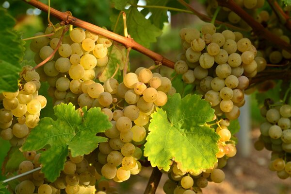 Sunlight on bunches of green grapes