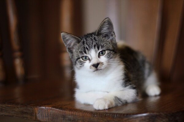 Chaton gris et blanc avec un nez noir en forme de coeur