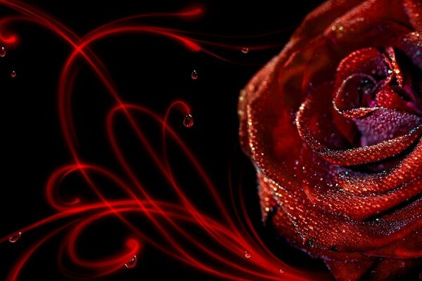 Red rose on a black background