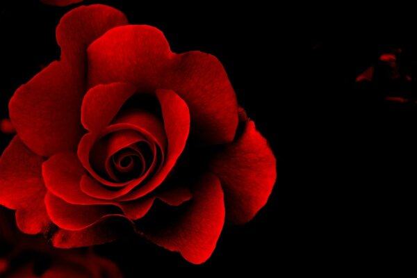 Red rose on a black background