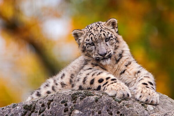 Leopardo delle nevi sdraiato con le zampe anteriori estese