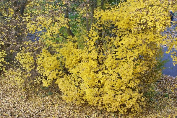 Autumn. yellow tree on the street