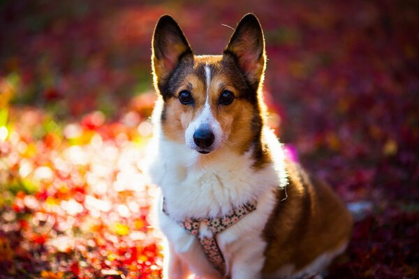 A small dog with a harness on an autumn background