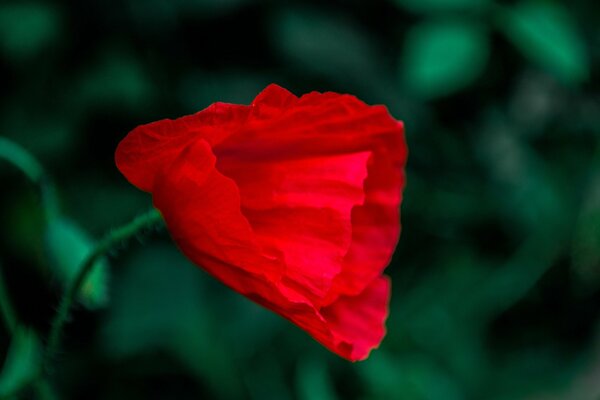 Pavot en fleurs sur fond d herbe verte