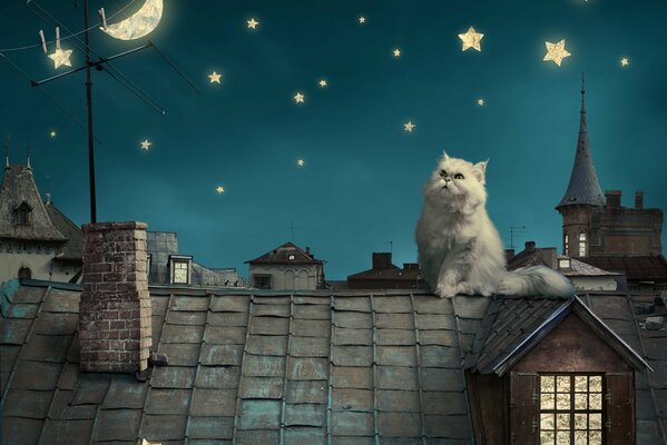 Fluffy cat on the roof under the stars