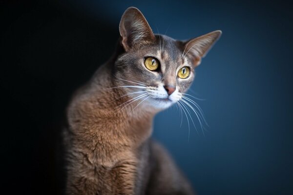 A brooding cat with long ears and yellow eyes on a blurry background