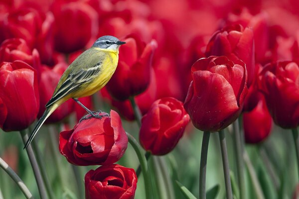 Ein Vogel, der auf einer Tulpe angekommen ist