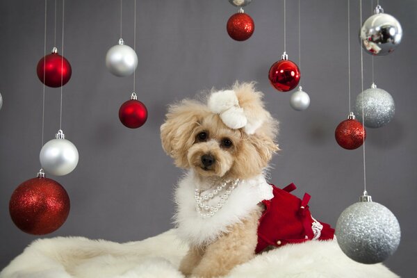 Silvester-Fotoshooting des Pudels mit Kugeln