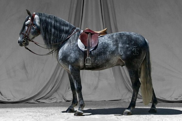 A black stallion with a saddle on a gray background