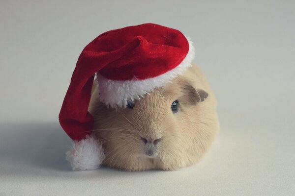 Cavia nel cappello di Babbo Natale