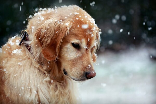 Golden Retriever observa la caída de los copos de nieve