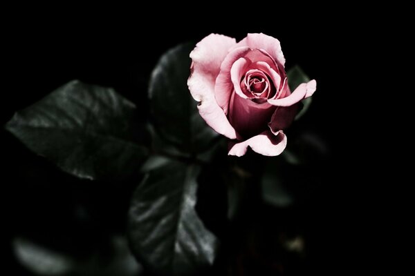 Rose rose sur fond sombre