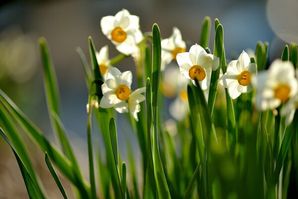 Sunny is eternal with daffodil blossoms and leaves